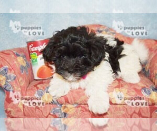 Medium Photo #2 Maltipoo Puppy For Sale in SANGER, TX, USA