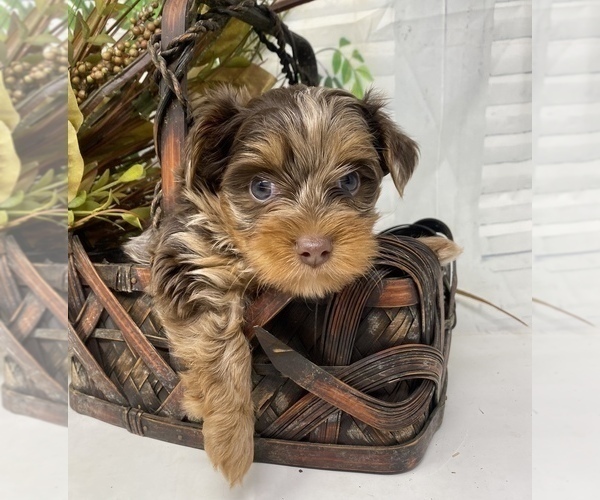 Medium Photo #1 Shorkie Tzu Puppy For Sale in SELLERSBURG, IN, USA