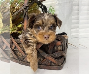 Medium Shorkie Tzu