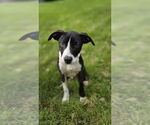 Small American Pit Bull Terrier Mix