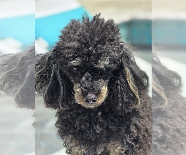 Medium Photo #8 Poodle (Toy) Puppy For Sale in STILLWATER, MN, USA