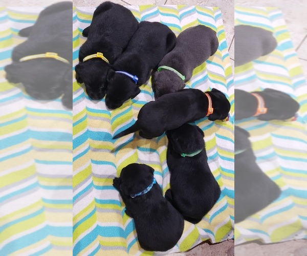 Medium Photo #189 Labrador Retriever Puppy For Sale in OLYMPIA, WA, USA