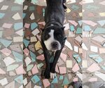 Small #1 American Staffordshire Terrier Mix
