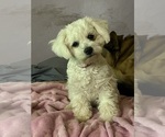 Small #2 Bichon Frise