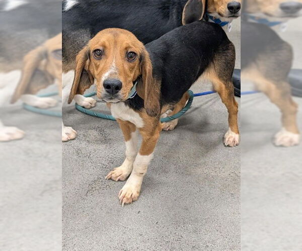 Medium Photo #1 Beagle Puppy For Sale in Forestville, MD, USA