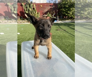 Malinois Puppy for sale in RICHMOND, CA, USA
