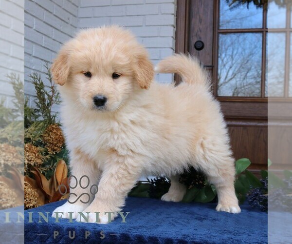 Medium Photo #3 Goldendoodle-Samoyed Mix Puppy For Sale in PARADISE, PA, USA