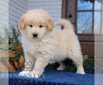 Small #2 Goldendoodle-Samoyed Mix