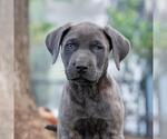 Small #1 Labrador Retriever Mix