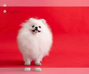 Mother of the Pomeranian puppies born on 07/27/2025