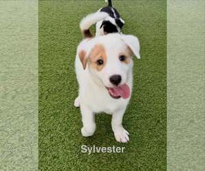 Australian Shepherd-Jack Russell Terrier Mix Dogs for adoption in Cave Creek, AZ, USA