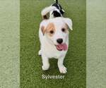 Sylvester - Male Australian Shepherd-Jack Russell Terrier Mix Dog for Adoption - Small photo