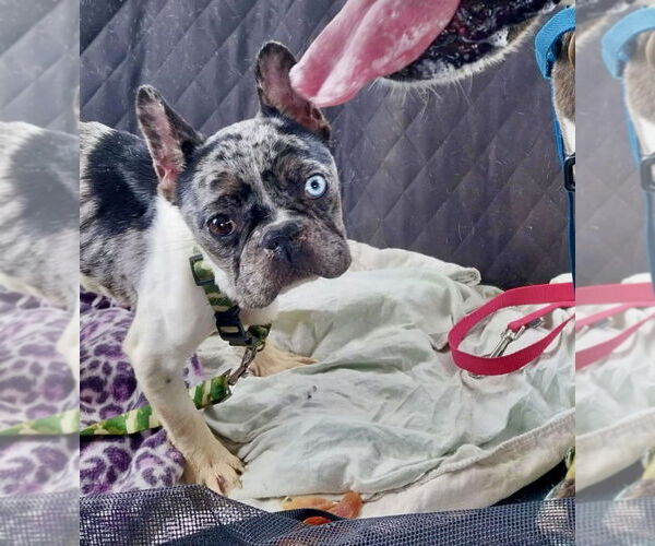 Medium Photo #2 French Bulldog Puppy For Sale in Dumont, NJ, USA