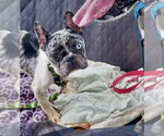 Small #1 French Bulldog