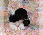 Small Photo #24 Miniature Australian Shepherd Puppy For Sale in HARRISON, OH, USA
