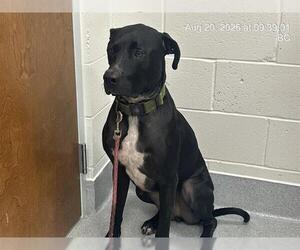 Catahoula Leopard Dog-Treeing Walker Coonhound Mix Dogs for adoption in Ocala, FL, USA