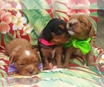 Small Photo #20 Australian Shepherd-Cavalier King Charles Spaniel Mix Puppy For Sale in HOWLAND, OH, USA