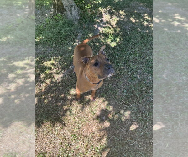 Medium Photo #3 Mutt Puppy For Sale in Osgood, IN, USA