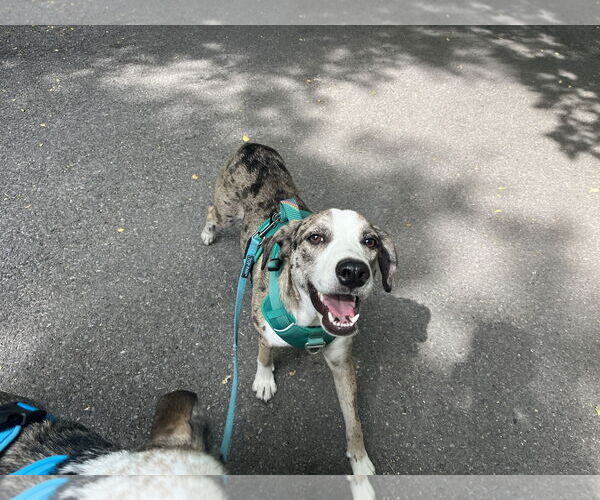 Medium Photo #3 Catahoula Leopard Dog-Unknown Mix Puppy For Sale in Sandy, UT, USA