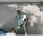 Small #2 Catahoula Leopard Dog Mix