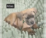 Small #7 Cane Corso