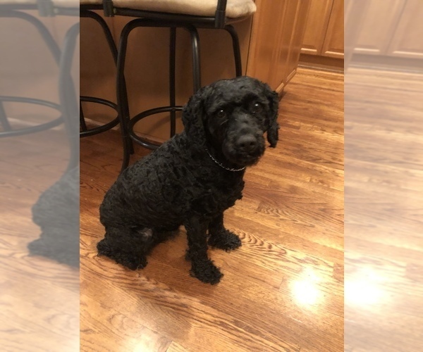 Medium Photo #1 Labradoodle Puppy For Sale in BOILING SPRINGS, SC, USA