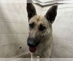 Small German Shepherd Dog Mix