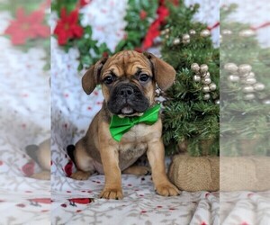 Beabull-French Bulldog Mix Puppy for sale in PEACH BOTTOM, PA, USA