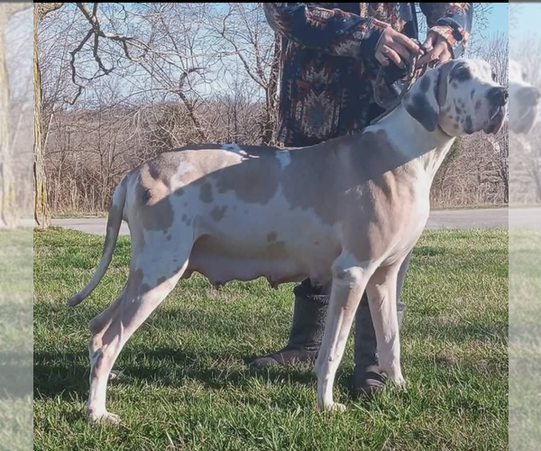 Medium Photo #1 Great Dane Puppy For Sale in ENGLISH, IN, USA