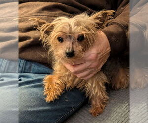 Mutt Dogs for adoption in St. Louis Park, MN, USA