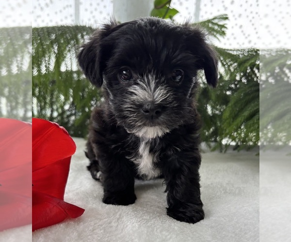 Medium Photo #1 Morkie Puppy For Sale in ROCK STREAM, NY, USA