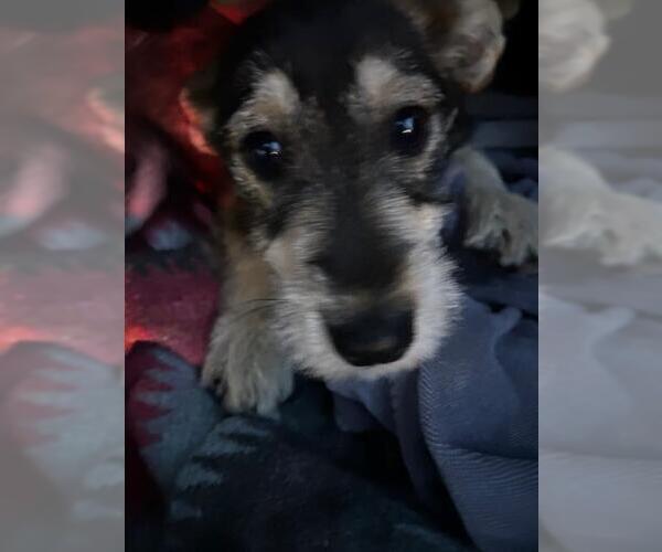 Medium Photo #1 Basset Hound-Miniature Schnauzer Mix Puppy For Sale in Stockton, CA, USA