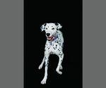 Small #1 Dalmatian