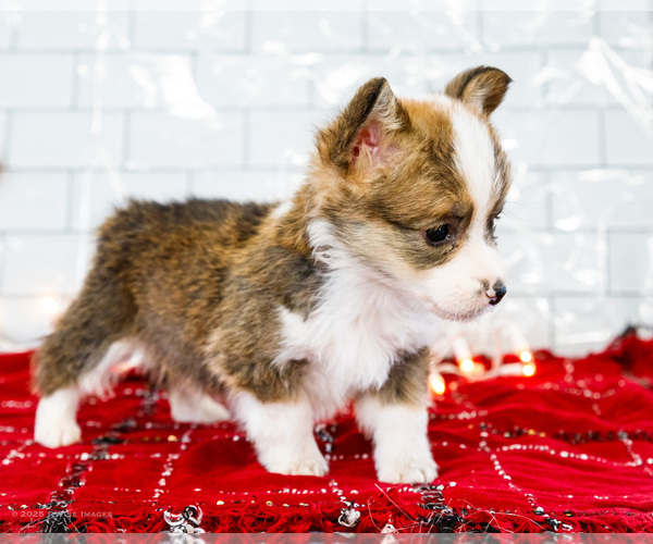 Medium Photo #4 Cardigan Welsh Corgi Puppy For Sale in WAKARUSA, IN, USA