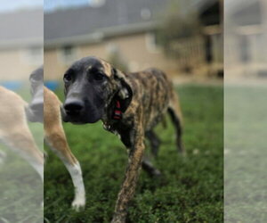 Beloved Babes : Braham - Male Boxer-Great Pyrenees Mix Dog for Adoption - Photo #4