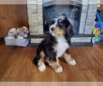 Small #6 Bernedoodle