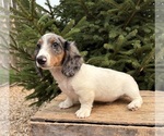 Small #1 Dachshund