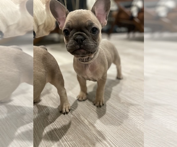 Medium Photo #8 French Bulldog Puppy For Sale in BELMONT, NC, USA
