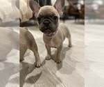 Small Photo #8 French Bulldog Puppy For Sale in BELMONT, NC, USA