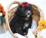 Small Photo #3 Cavapoo Puppy For Sale in JONES, MI, USA