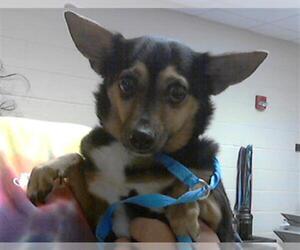 Chihuahua Dogs for adoption in Fayetteville, NC, USA