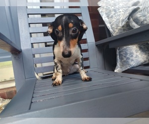 Chiweenie Puppy for sale in CANTON, GA, USA
