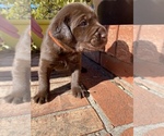 Small Photo #16 Labrador Retriever Puppy For Sale in TULSA, OK, USA