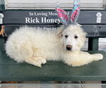 Small #5 Great Pyrenees