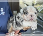 Small #1 Bulldog