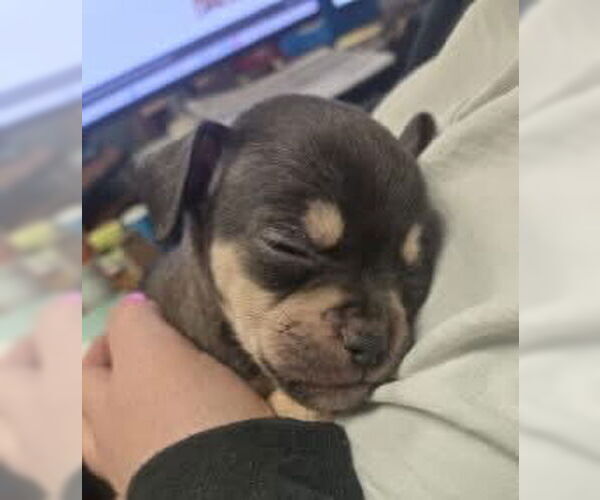 Medium Photo #6 Chug Puppy For Sale in Boonton, NJ, USA