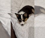 Small Photo #2 Border Collie-Unknown Mix Puppy For Sale in Royal Palm Beach, FL, USA