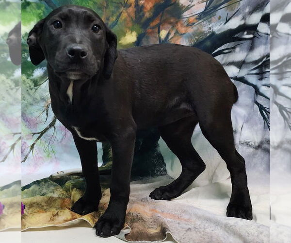 Medium Photo #1 Bulldog-Labrador Retriever Mix Puppy For Sale in Wetumpka, AL, USA