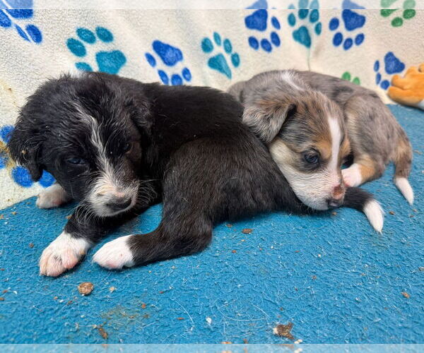 Medium Photo #6 Border Collie-Unknown Mix Puppy For Sale in GILBERTS, IL, USA