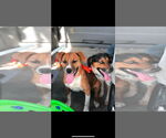 Small #1 Beagle Mix